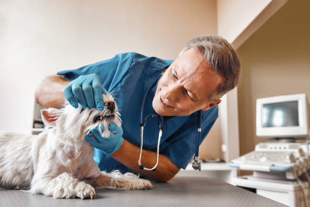 Best Urgent Tooth Repair  in Exeter, PA